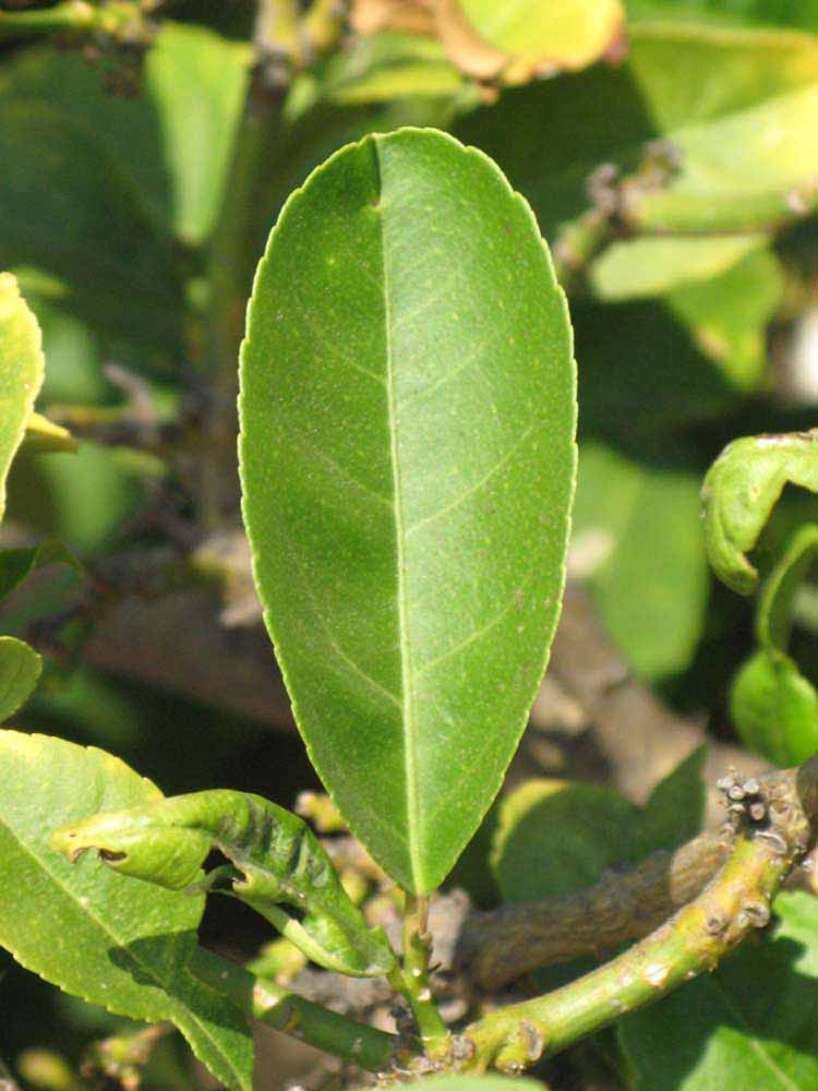              Unifoliolate leaf (Riverside, CA)       